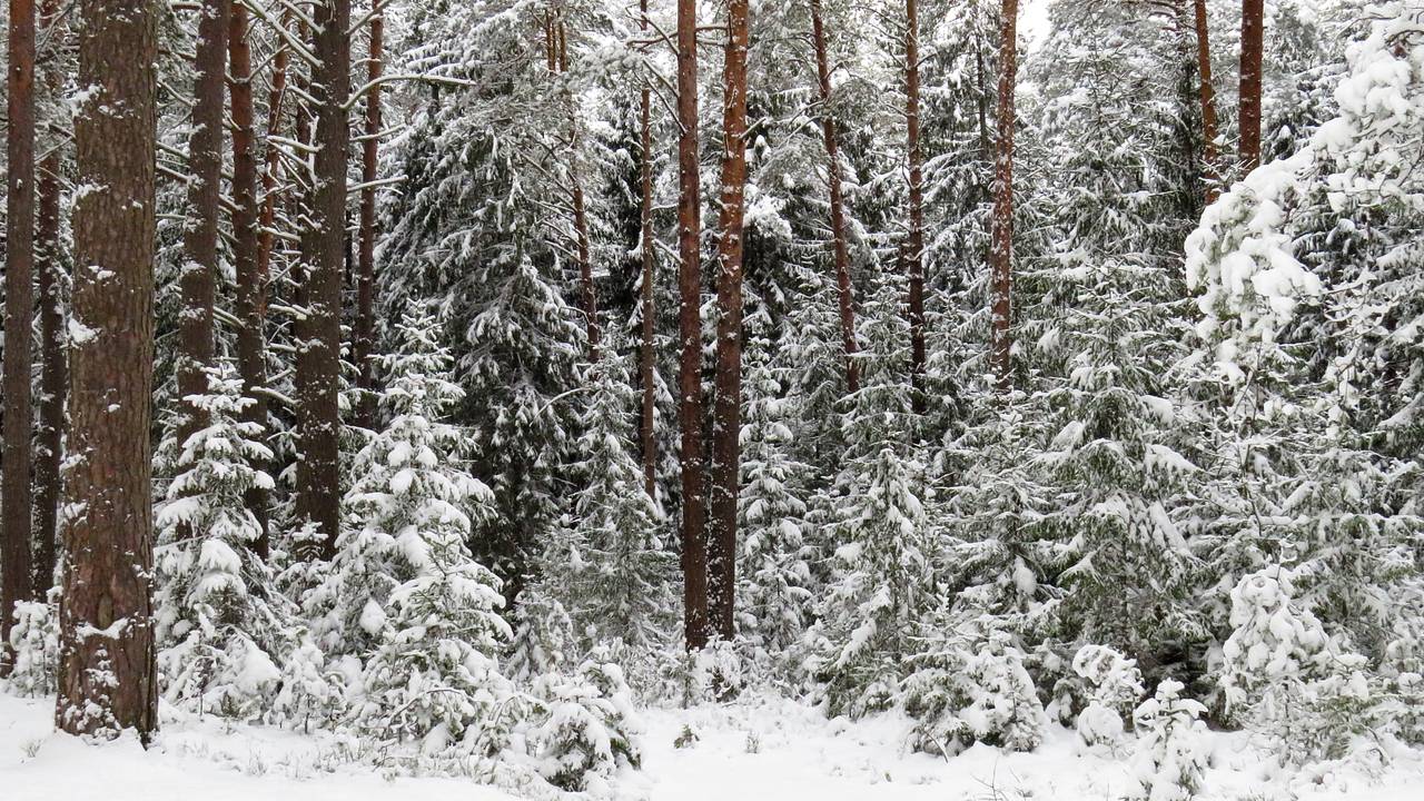 Спасатель рассказал о способе выжить в лесу зимой: Общество: Россия:  Lenta.ru