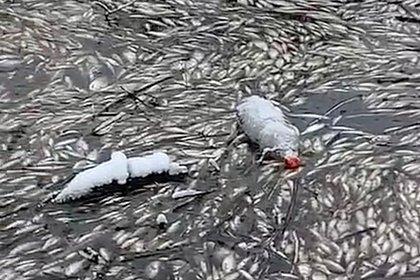 Туши рыб обнаружили в реке Подмосковья