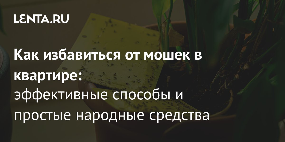 Как избавиться от цветочной мухи: 5 эффективных советов — Ozon Клуб