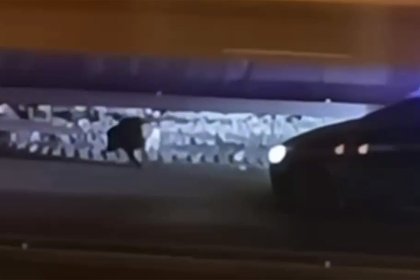Попытки прогнать дикого кабана с дороги в Подмосковье попали на видео