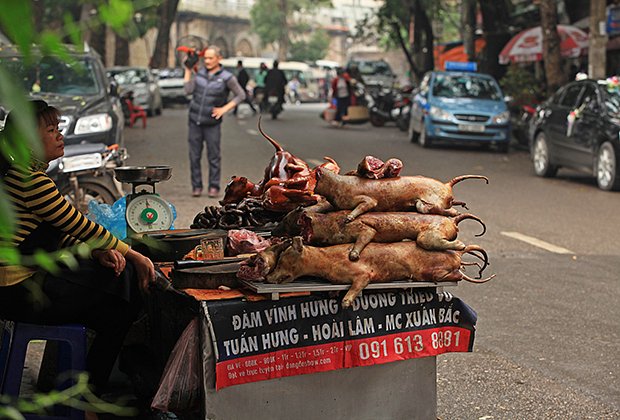 На севере Вьетнама употребляют в пищу собак и кошек