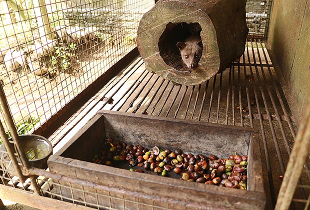 Кофе лювак делается из зерен, которые прошли процесс ферментации в организме зверька, называемого пальмовой циветтой