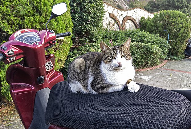 В Турции много кошек, о которых местные жители заботятся