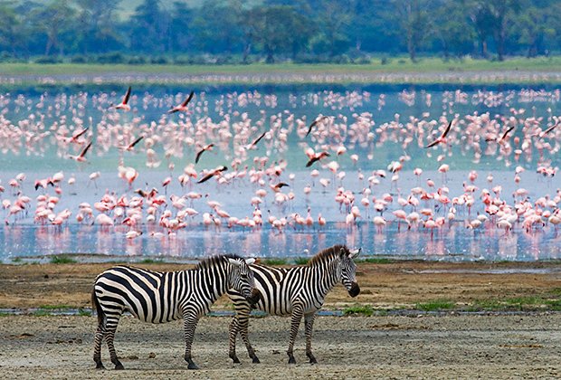 Национальный парк Серенгети в Танзании
