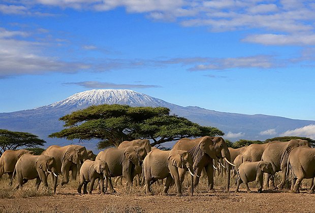 Вид на Килиманджаро в Национальном заповеднике Масаи-Мара в Кении