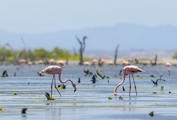 На острове Маргарита водятся фламинго