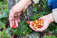 Россия может заработать миллиарды на клюкве и морошке. Как ягоды Севера помогут разбогатеть?