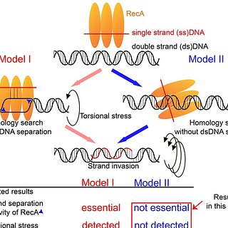 Раскрыт механизм регенерации ДНК