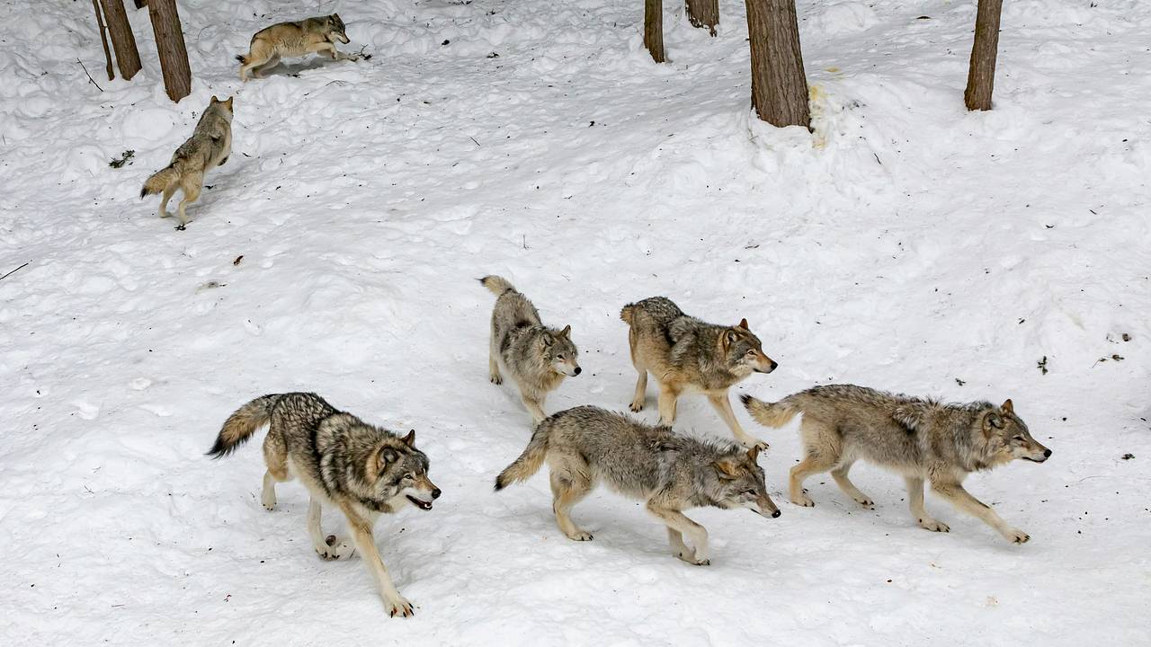 Охотники добыли двух волков в Новоржевском округе