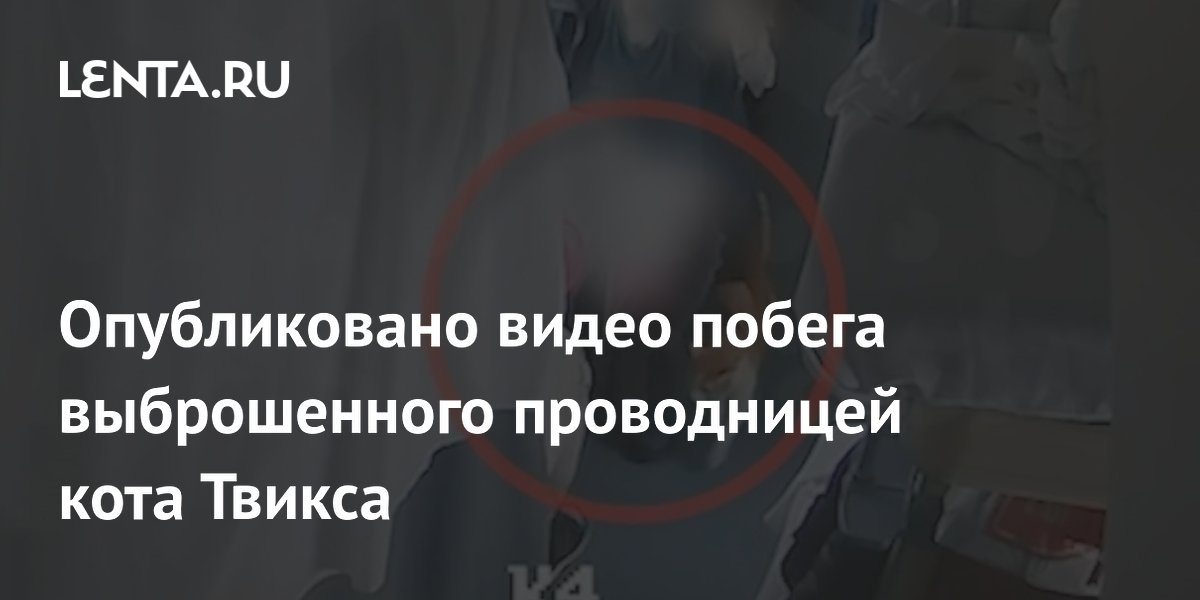 Появилось видео, как кот Твикс гуляет по вагону, а проводница хватает его и выносит на улицу