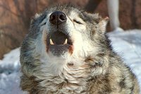 Волки, напавшие на людей в России, заражены зомби-вирусом, считают местные жители. Что это такое и чем он опасен? 