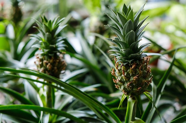 Как вырастить ананас в домашних условиях: пошаговая инструкция - Лайфхакер