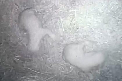 Скрытой камере российского зоопарка удалось снять новорожденных белых медвежат