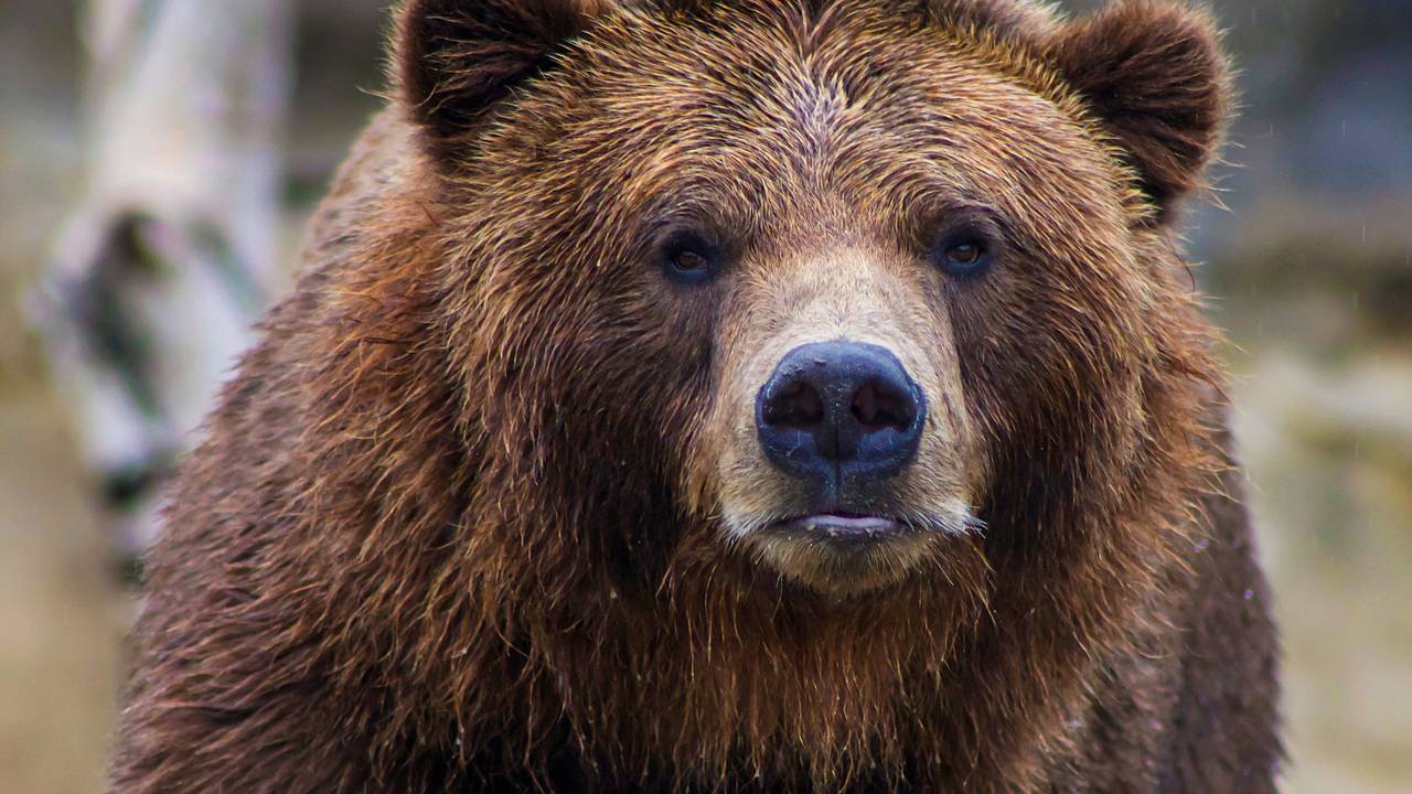 В российском городе знаменитый медведь погубил мужчину: Звери: Из жизни:  Lenta.ru