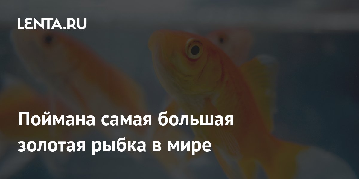 Поделка золотая рыбка своими руками - 85 фото