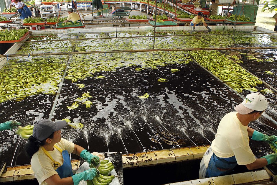 Workers wash bananas at a banana farm outside Guayaquil 