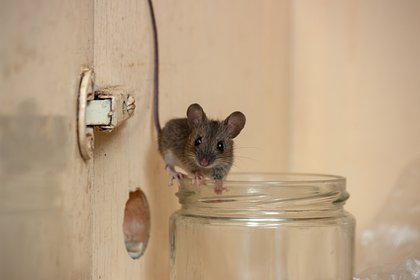 Назван гуманный способ избавиться от мышей в доме