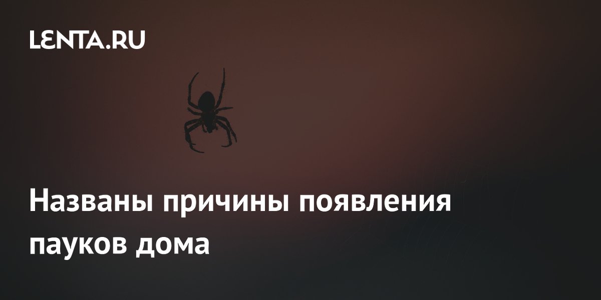 Паук маленький в квартире. Пауки в квартире. Паутина сенокосца. Маленькие паучки в квартире. Как избавиться от пауков в доме.