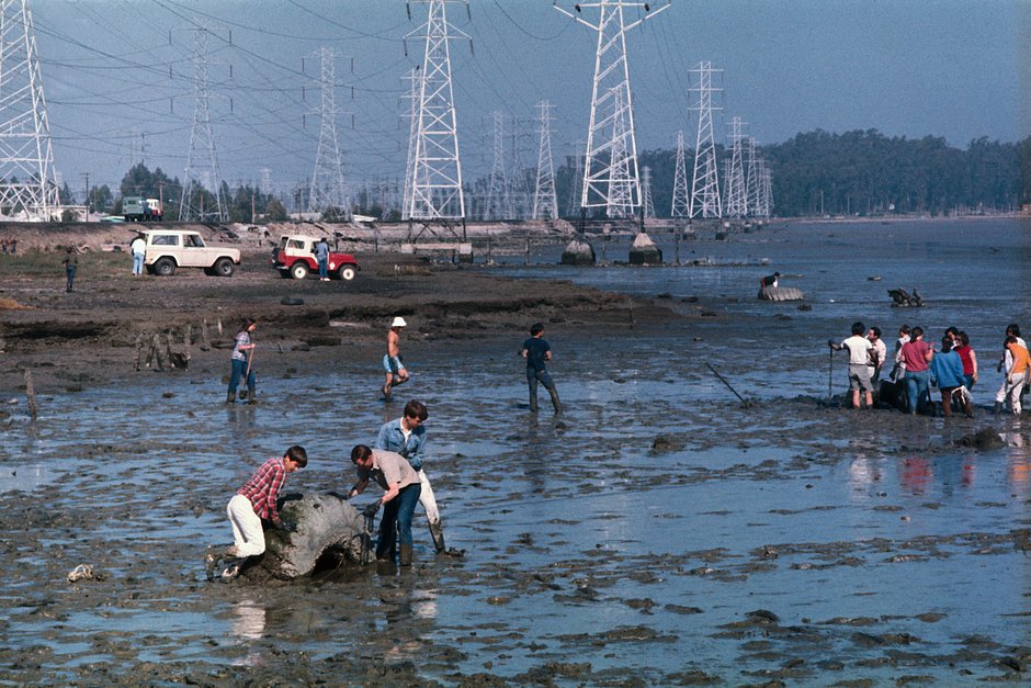 Добровольцы вытаскивают из грязи старые шины и складывают их для вывоза с илистых отмелей залива Сан-Франциско, 28 марта 1970 года