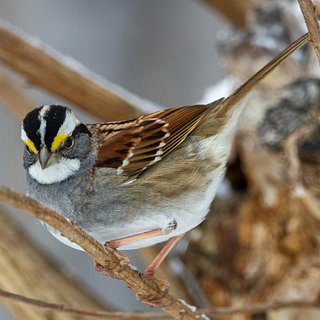 Предложена генная терапия на основе мусорной ДНК птиц