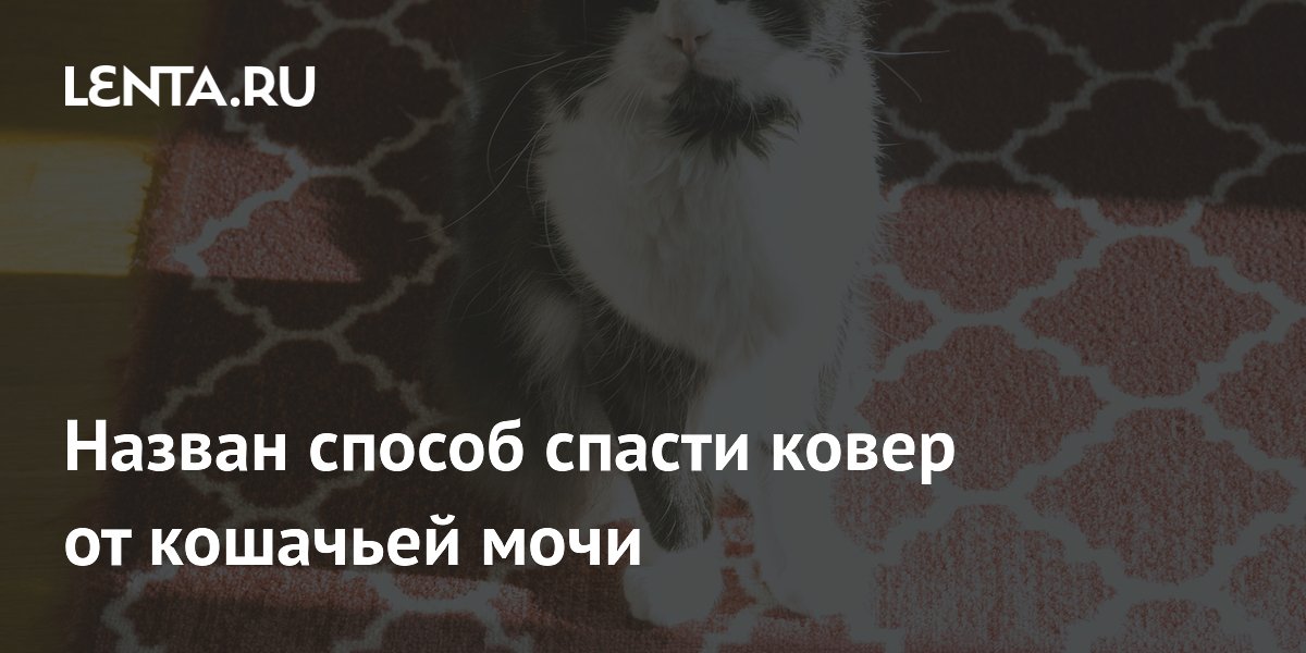 Средство для химчистки ковролина. Кошачья шерсть на ковре. Кот нагадил на ковер. Средство для выведения запаха кошачьей мочи. Средство от запаха кошачьей мочи на диване.