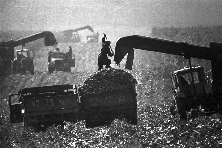 Уборка кукурузы. Колхоз имени Гастелло Минского района Минской области, сентябрь 1970 года