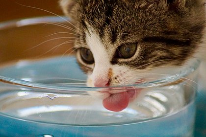 Ветеринар призвал не ставить кошачьи миски с едой и водой рядом: Звери: Из  жизни: Lenta.ru