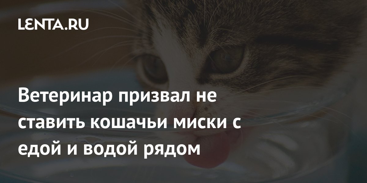Ветеринар призвал не ставить кошачьи миски с едой и водой рядом: Звери ...
