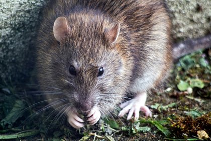 Нашествие гигантских крыс в Москве и Подмосковье объяснили