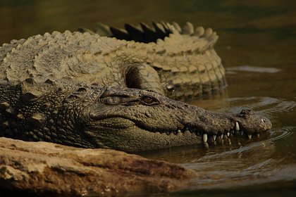 Крокодил напал на выпавшего из лодки пенсионера