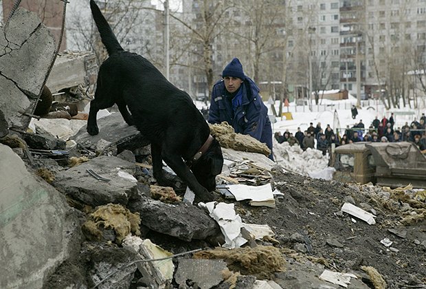 Служебная собака ищет выживших на месте взорванного пятого подъезда дома №120 по проспекту Советских Космонавтов в Архангельске