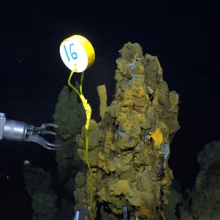 На дне океана обнаружили жизнь в непригодном для этого месте