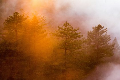 Пострадавшим от лесных пожаров в Приморье пообещали компенсации