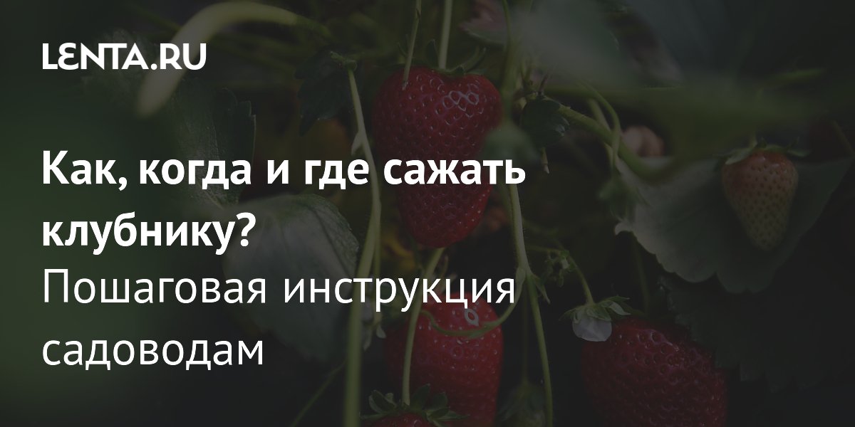 Посадка и выращивание клубники: пошаговое руководство - Wellamart - магазин на диване