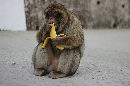 Стая диких обезьян искусала туристку в Китае