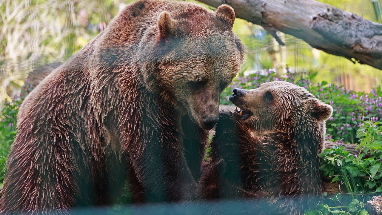 Бурые медведи вышли из зимней спячки в зоопарке Новосибирска: Природа: Моя  страна: Lenta.ru