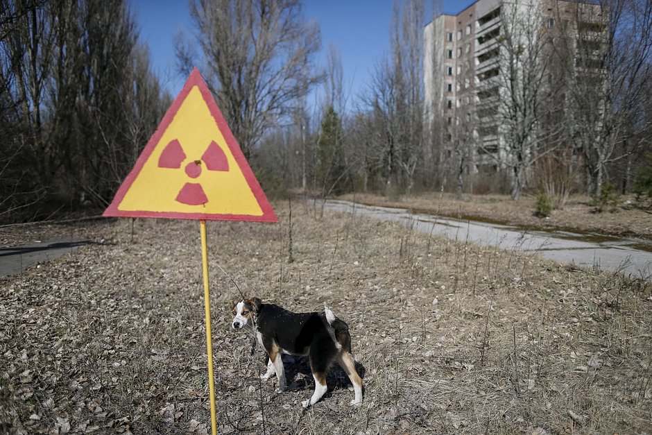 Собака на улицах Припяти около Чернобыльской АЭС 