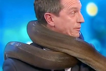 Телеведущего едва не задушила змея в прямом эфире