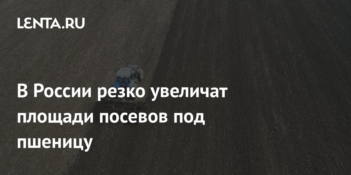 В России резко увеличат площади посевов под пшеницу: Рынки: Экономика ...