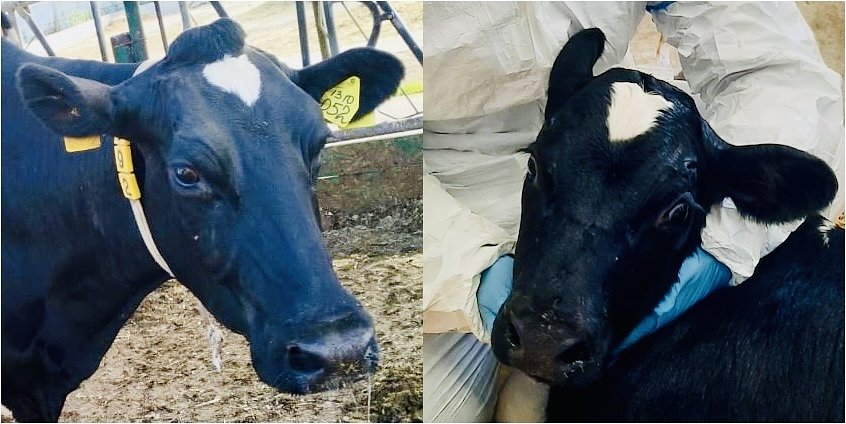 Первая клонированная корова на Кубани (слева) и ее маленький клон (справа)
