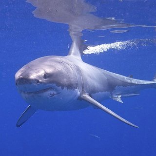 Стоковые фотографии по запросу Китова акула