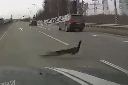 Водитель принял павлина за страуса на трассе под Петербургом и чуть не сбил его