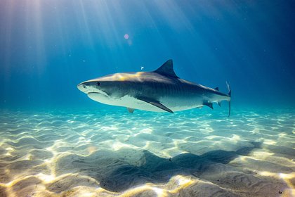 Туристов предупредили о сезоне нападения акул на популярном у россиян курорте