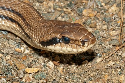 Гигантскую змею нашли в подземельях российского города