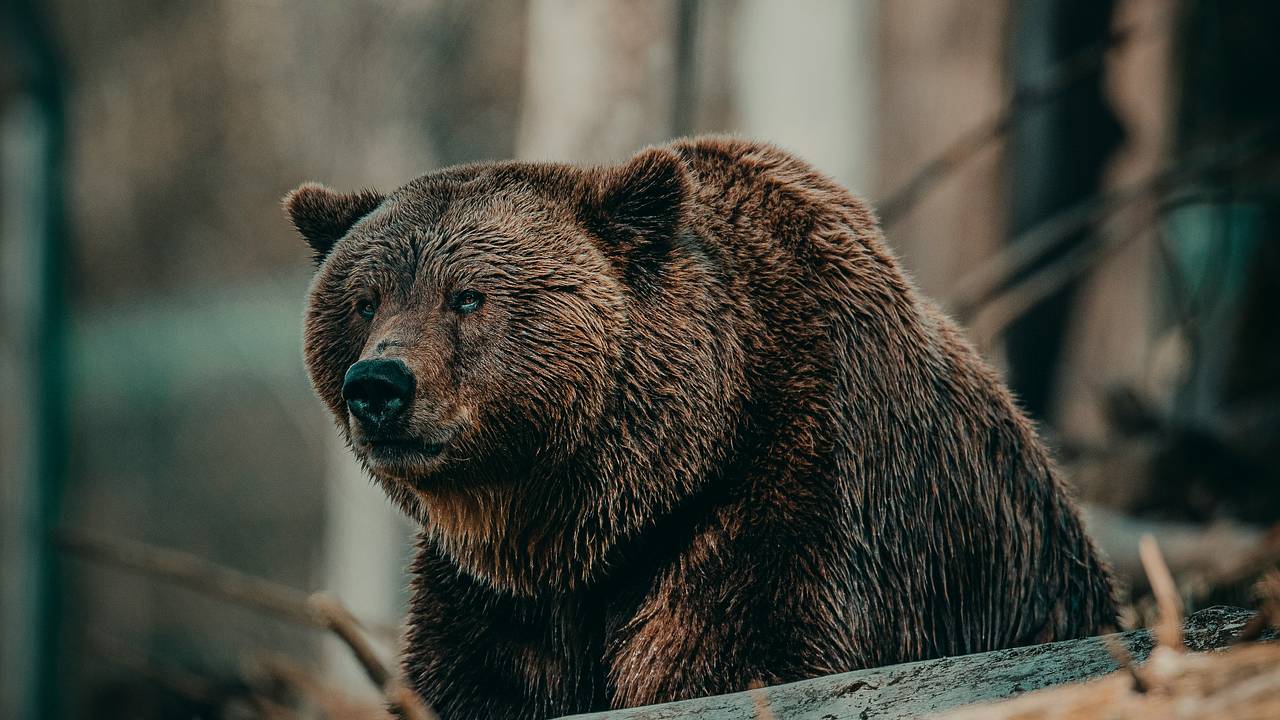 Заблудший медведь напугал жителей российского региона и пропал: Природа:  Моя страна: Lenta.ru