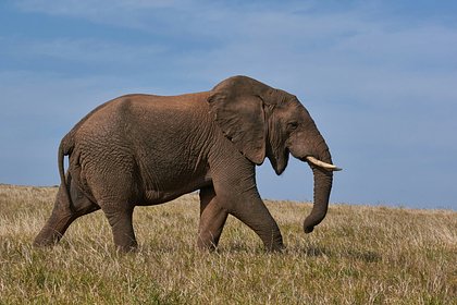 Туристка отправилась в сафари со слонами в Африке и не выжила