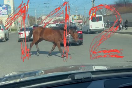 Лошадь влетела в ехавший по центру российского города Мercedes и попала на видео