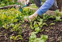 Что можно посеять и посадить в огороде в апреле? Овощи и цветы — семенами и рассадой