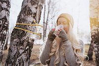 Когда собирать березовый сок в 2026 году? Чем он полезен и как выбрать нужное дерево