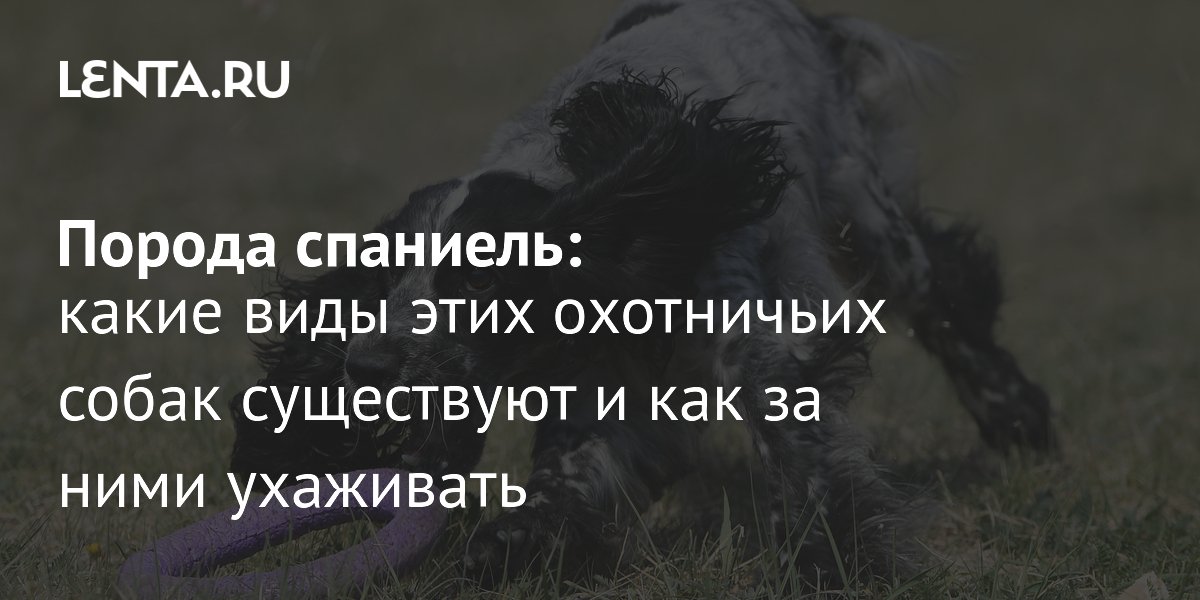 Спаниель: виды, описание породы, характер, цена, особенности ухода и ...
